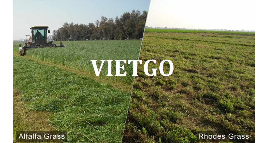 giaya4-vietgo-020219 